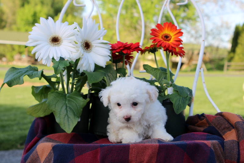 puppy, for, sale, Toy Poodle, Matthew B. Stoltzfus, dog, breeder, Gap, PA, dog-breeder, puppy-for-sale, forsale, nearby, find, puppyfind, locator, puppylocator, aca